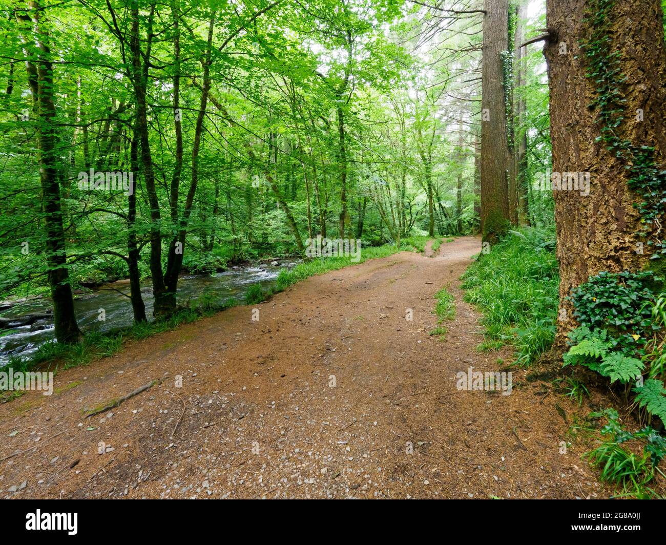 Sentier forestier de Riverside, forêt de la communauté de Stara, Cornwall, Royaume-Uni Banque D'Images