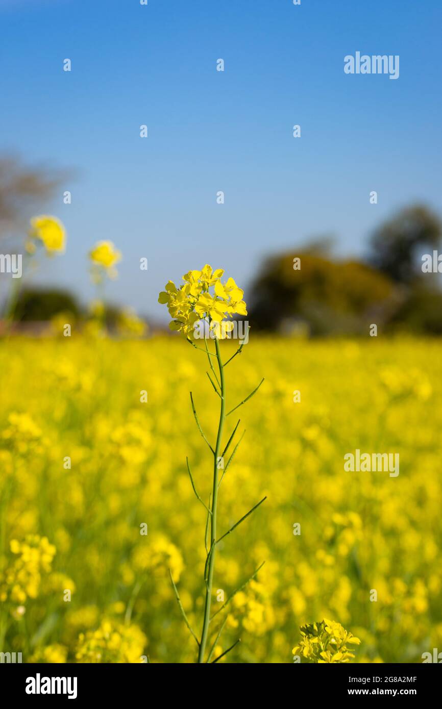Belles fleurs de moutarde jaune et verte Banque D'Images