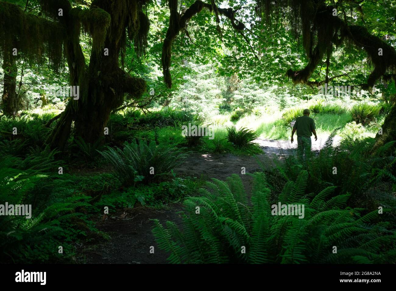 Forêt tropicale HOH, parc national olympique, État de Washington, États-Unis. Banque D'Images