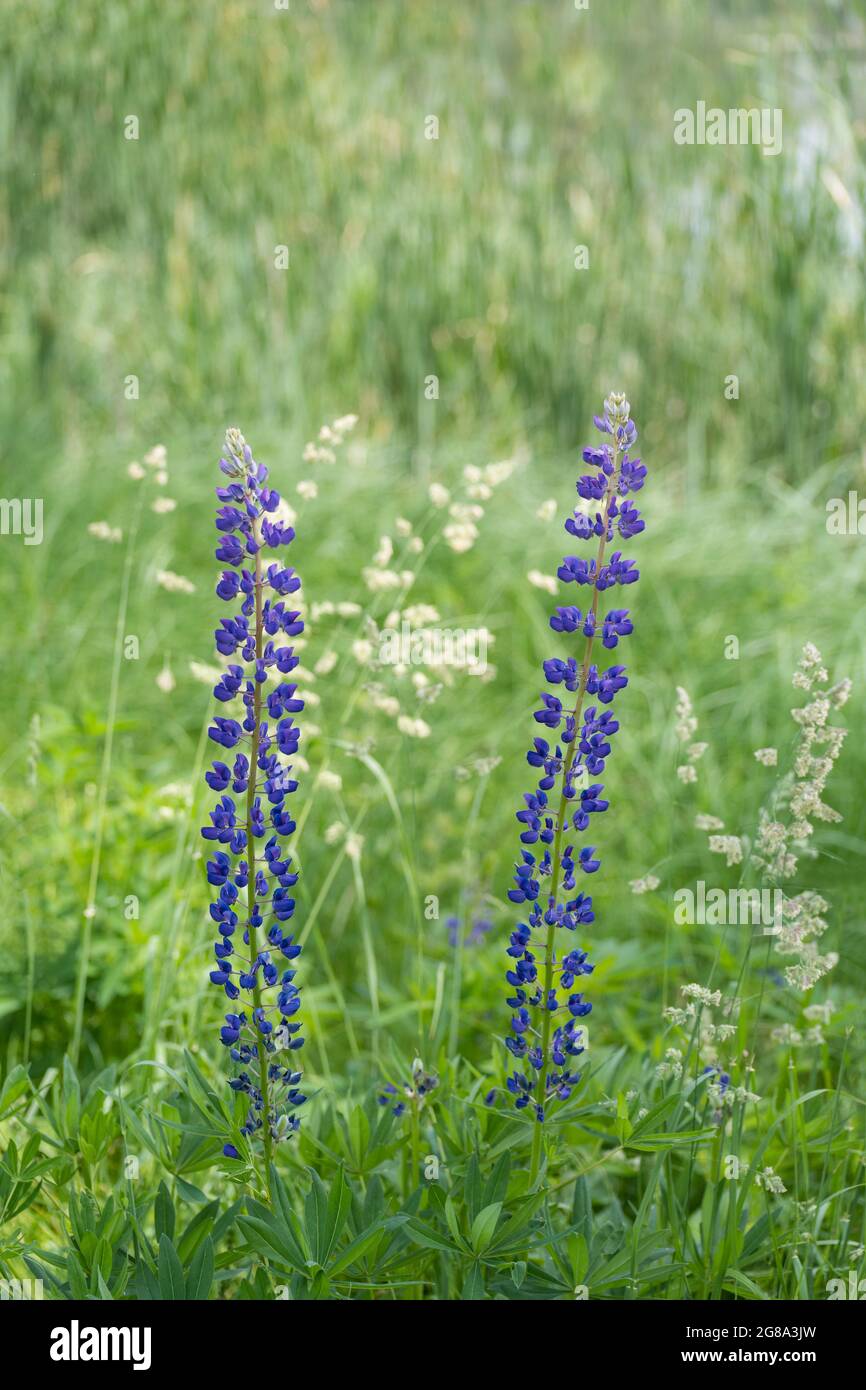 Gros plan de fleur de lupin bleu grand-laqué dans le détail de prairie vert. Magnifique fond de nature avec deux fleurs d'herbe vivace toxique. Pointes d'herbe. Banque D'Images