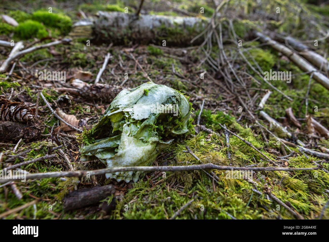 Gros plan d'un crâne dans la forêt Banque D'Images