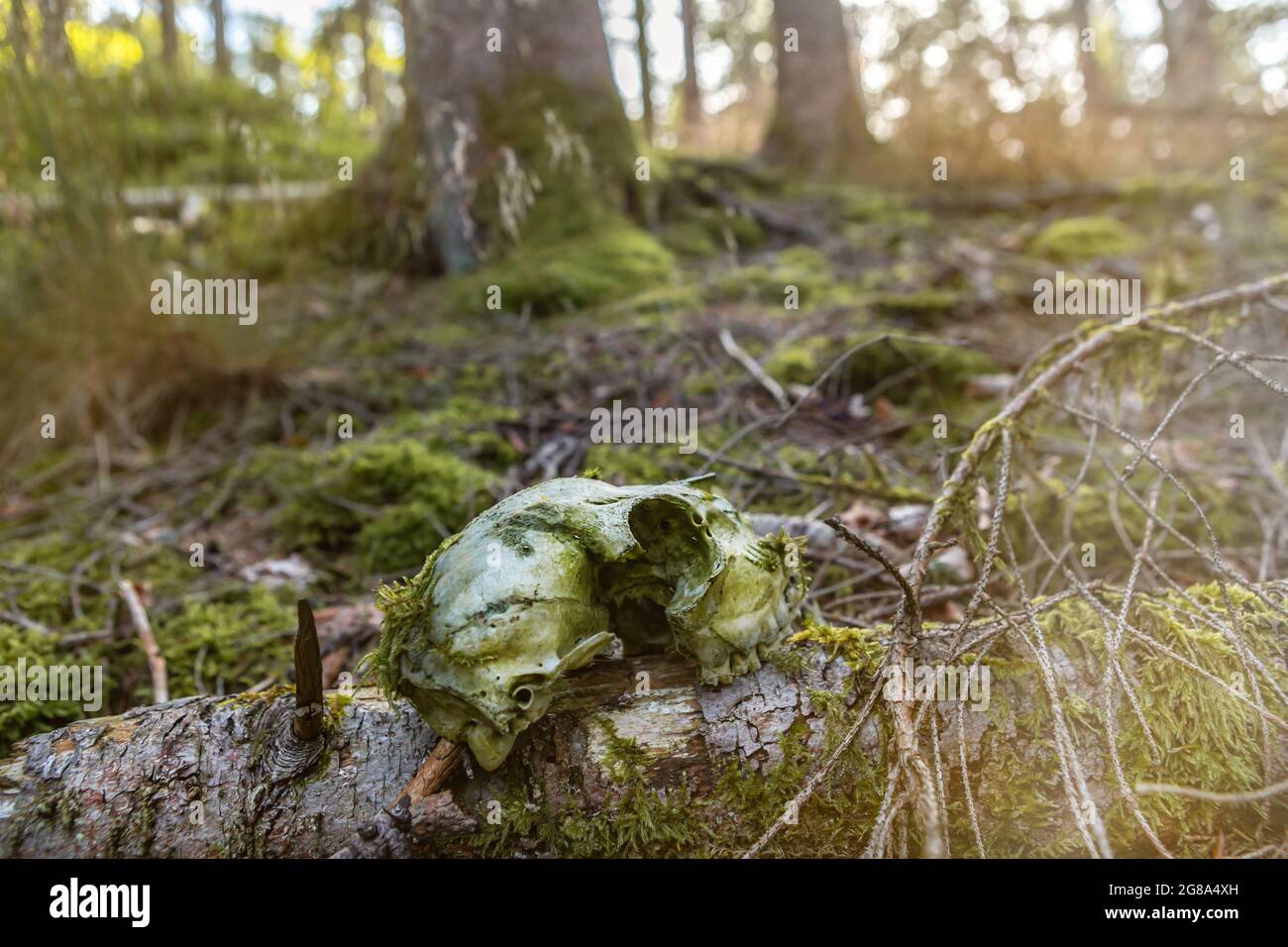 Gros plan d'un crâne dans la forêt Banque D'Images