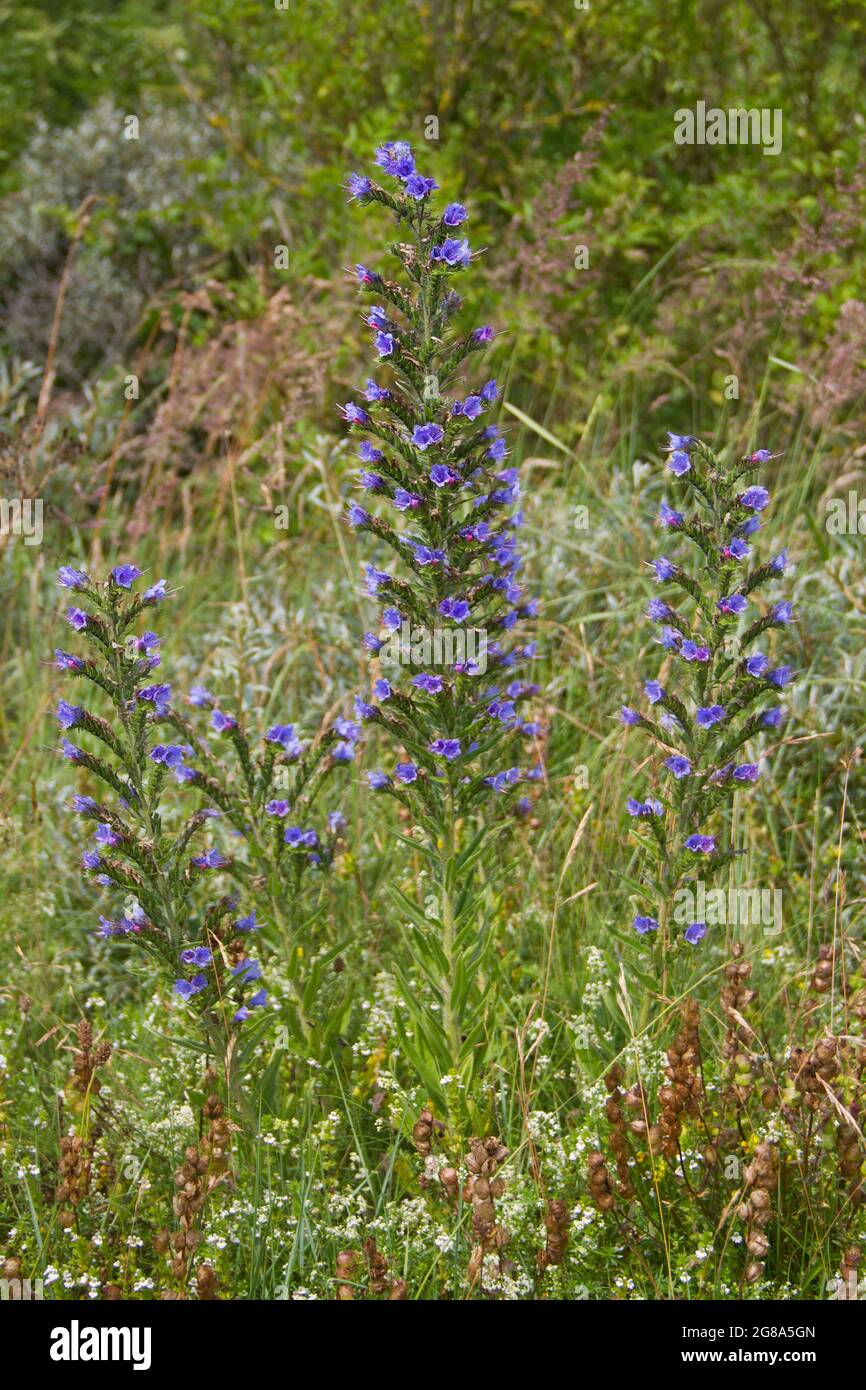 Le brillant de Viper ou Blueweed avec des fleurs bleu vif qui poussent dans les dunes Banque D'Images