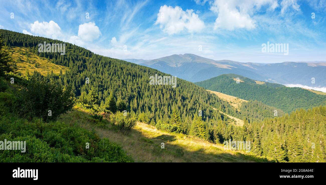 paysage de montagne idyllique dans la lumière du matin. arbres evergreen sur les collines abruptes. magnifique paysage d'été des carpates avec un paysage de nuages magnifique sur t Banque D'Images