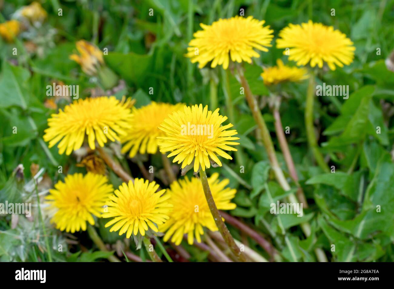 Mauvaises herbes à fleurs jaunes Banque de photographies et d’images à haute résolution Alamy