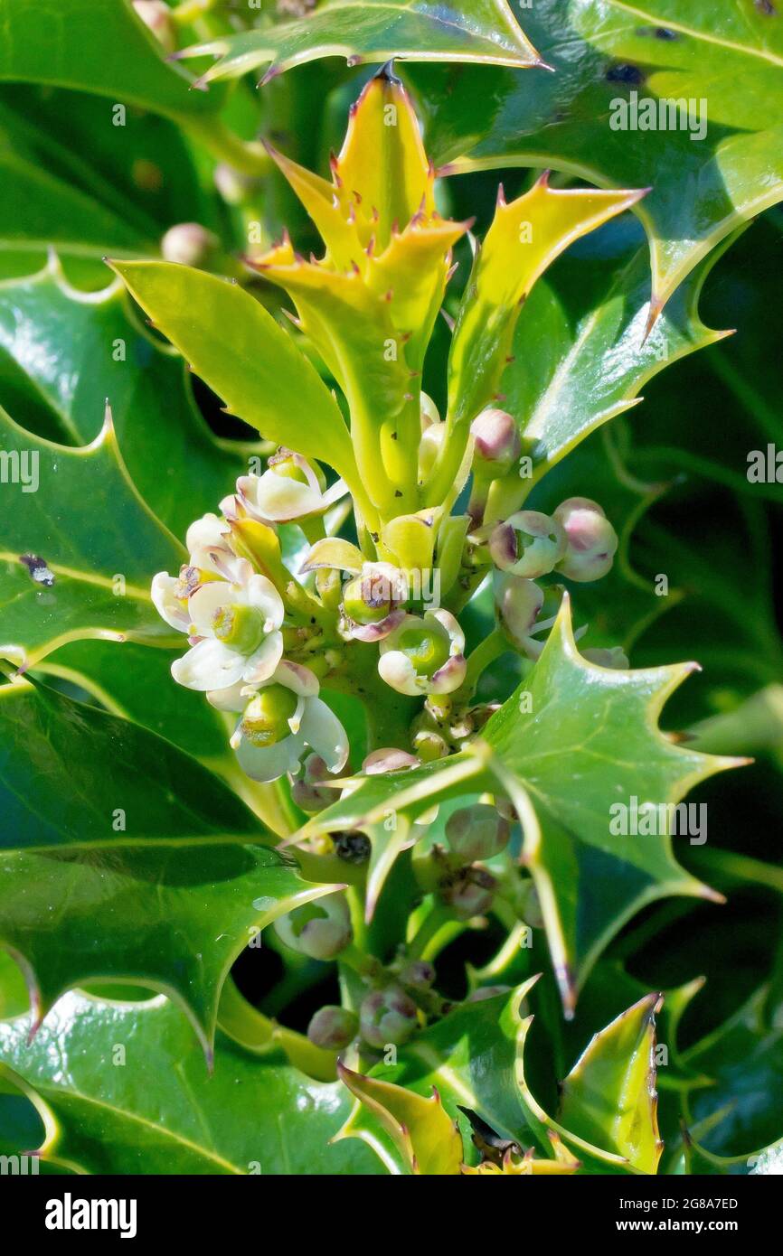 Holly (ilex aquifolium), gros plan des fleurs femelles qui poussent parmi la croissance fraîche du printemps. Banque D'Images