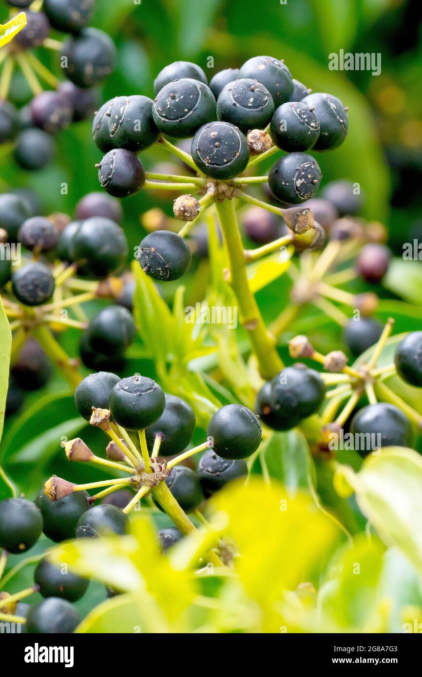 Ivy (hedera Helix), gros plan des fruits ressemblant à des baies noires qui mûrtent sur la plante au cours de l'hiver. Banque D'Images