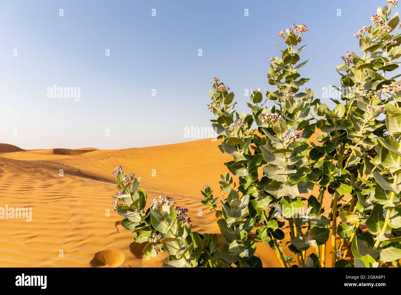 Pomme de Sodome (Calotropis procera) plante avec fleurs pourpres floraison et désert dunes paysage en arrière-plan, Émirats arabes Unis. Banque D'Images