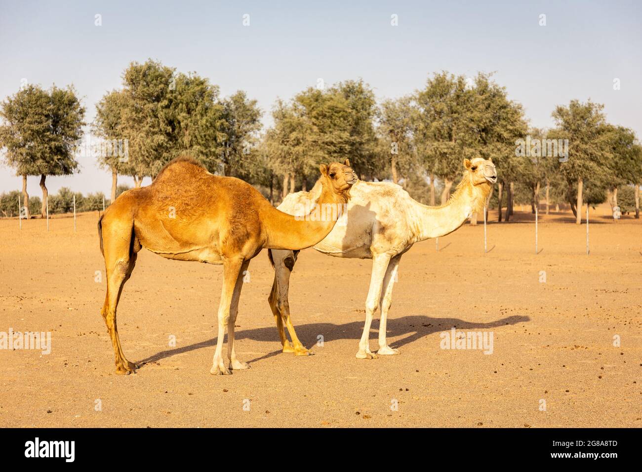 Deux chameaux dromadaires (Camelus dromedarius) debout sur le sable dans une ferme désertique et regardant la caméra, avec la forêt ghaf en arrière-plan, Sharjah, U Banque D'Images