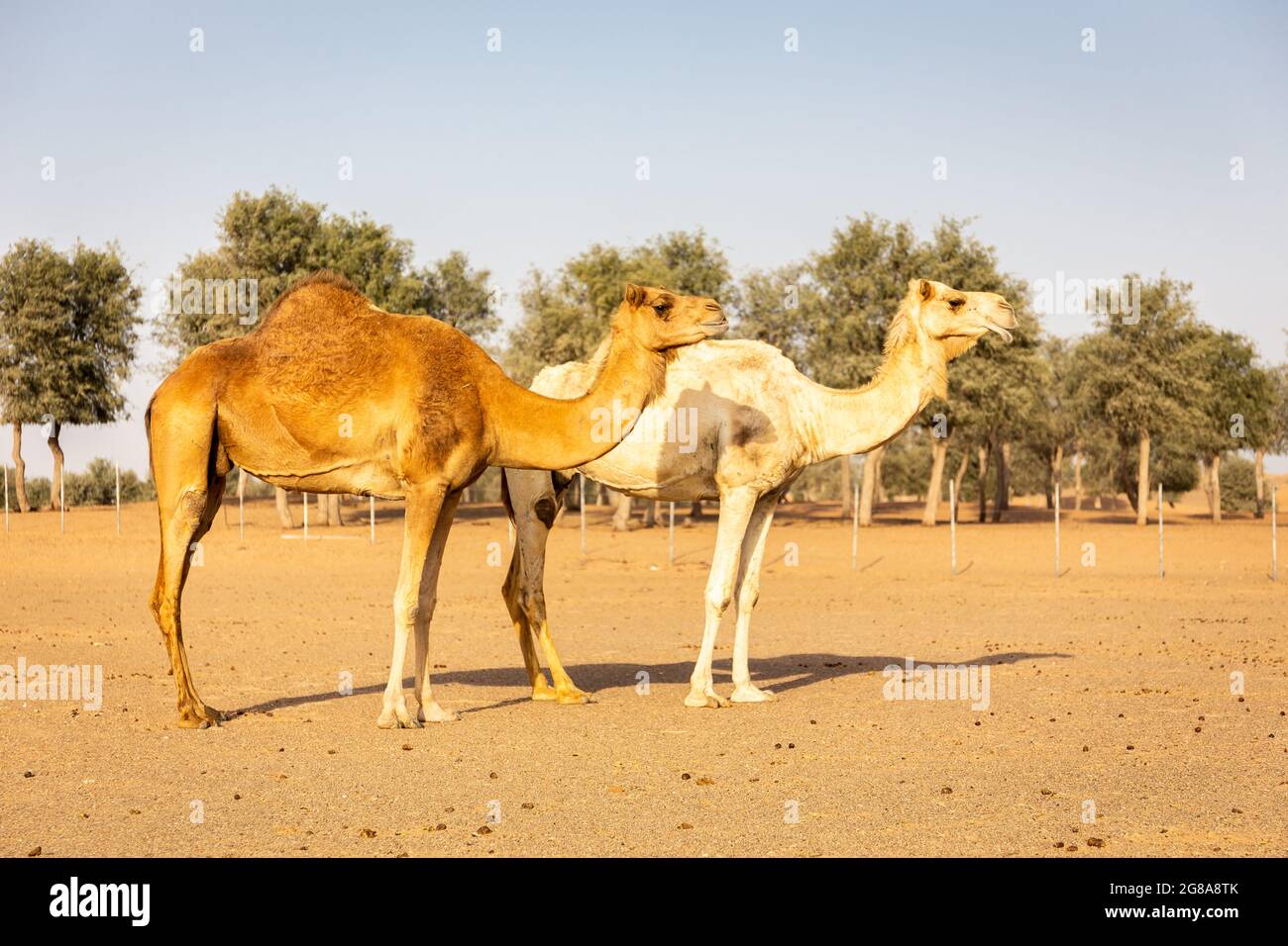 Deux chameaux dromadaires (Camelus dromedarius) se tenant sur le sable dans une ferme désertique, avec forêt de ghaf en arrière-plan, Sharjah, Émirats arabes Unis. Banque D'Images