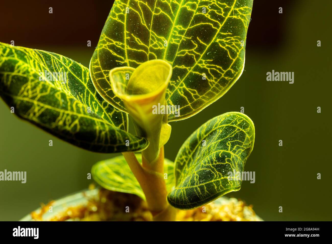 Macro résumé vue d'une orchidée en pot (macodes pétola) maison avec des nervures irisées de feuilles dorées qui ressemblent à la foudre Banque D'Images
