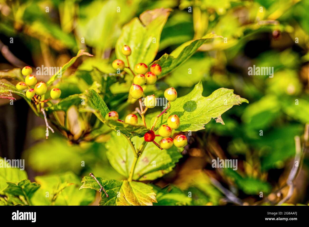gros plan d'une fleur sauvage en fleurs Banque D'Images