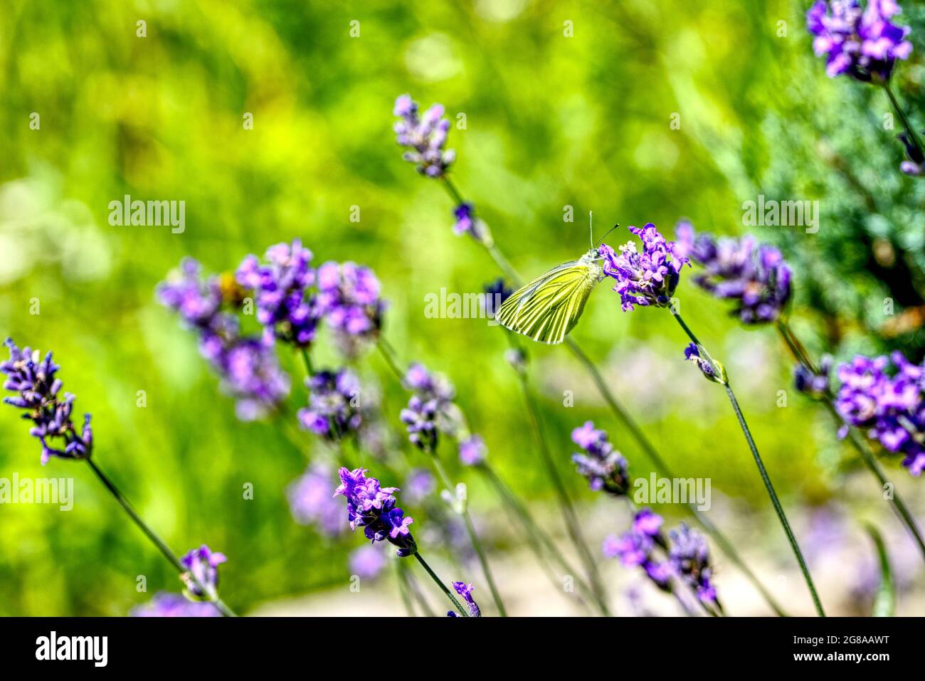 lavande en fleur avec un papillon blanc de chou Banque D'Images