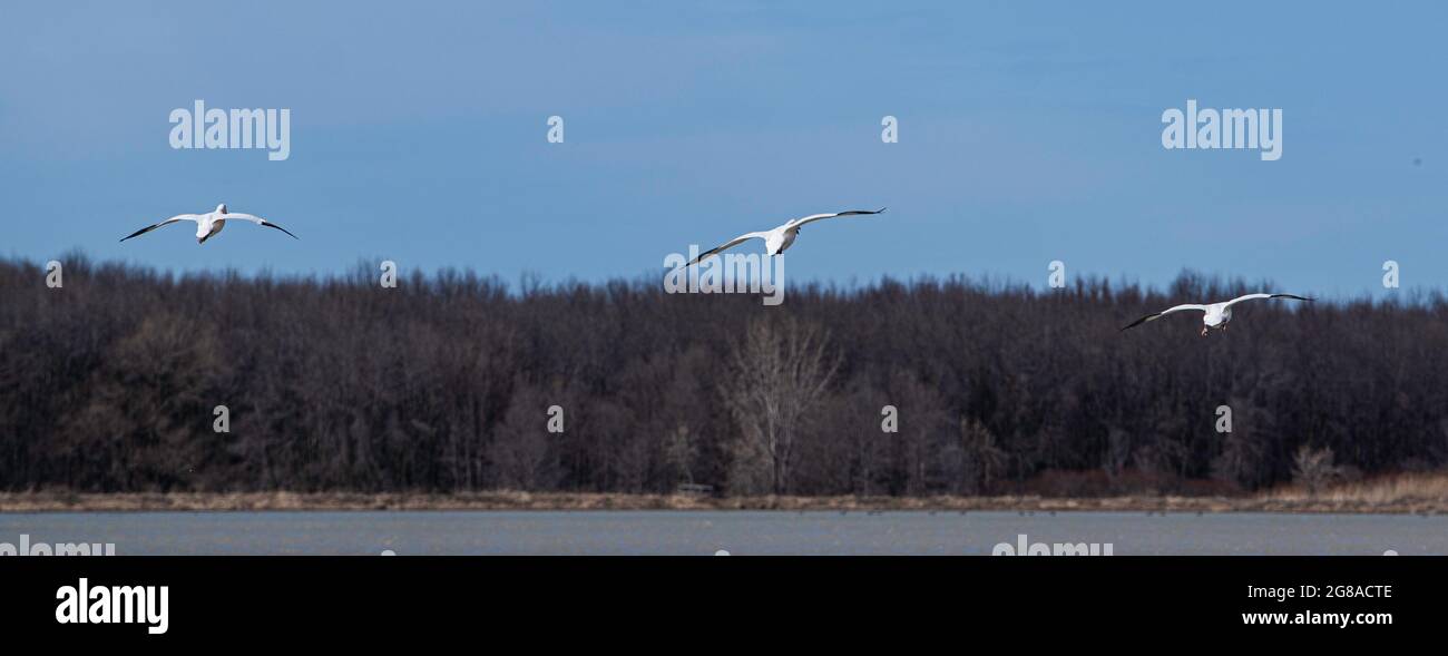 Baie du Febvre, Canada - 5 avril 2021 : migration observation des oiseaux à Baie-du-Febvre, au Québec Banque D'Images