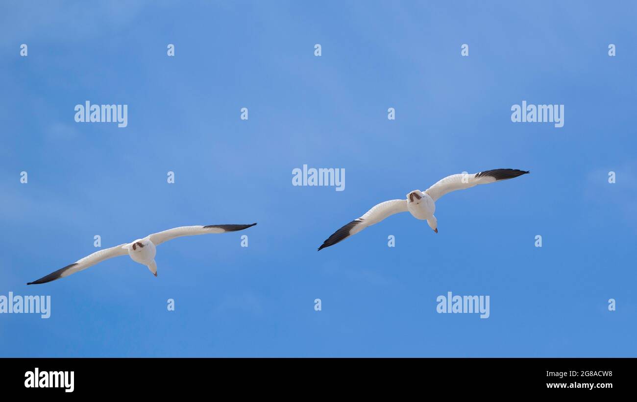 Baie du Febvre, Canada - 5 avril 2021 : migration observation des oiseaux à Baie-du-Febvre, au Québec Banque D'Images