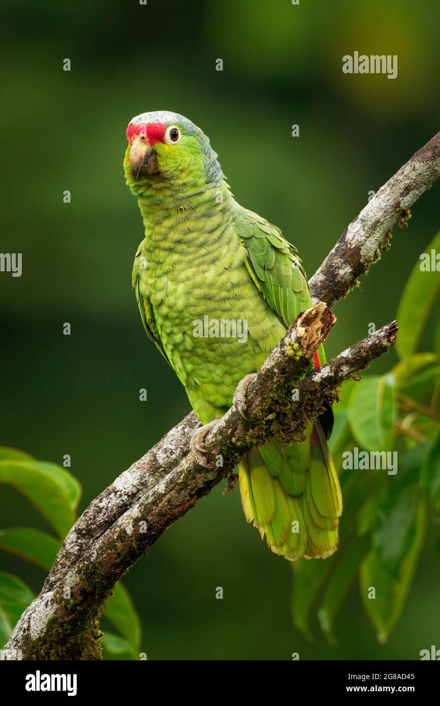 Amazonie rouge ou Parrot rouge - Amazona automnalis, perroquet amazonien, originaire des régions tropicales des Amériques, du Mexique au sud de l'Equateur, gr Banque D'Images