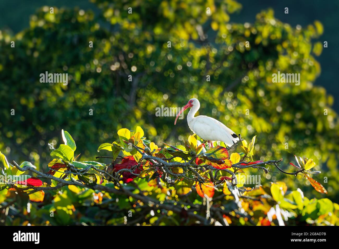 Blanc américain ibis - Eudocimus albus oiseau blanc avec bec rouge et pattes de la famille des Threskiornithidae, de Virginie via la côte du Golfe des Etats-Unis Banque D'Images
