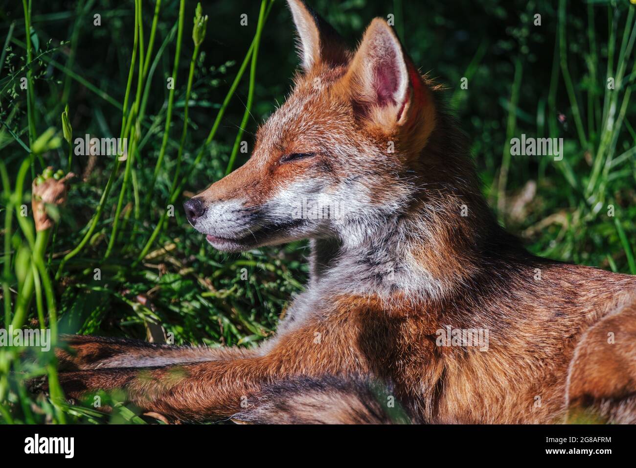 Cub Fox Banque D'Images