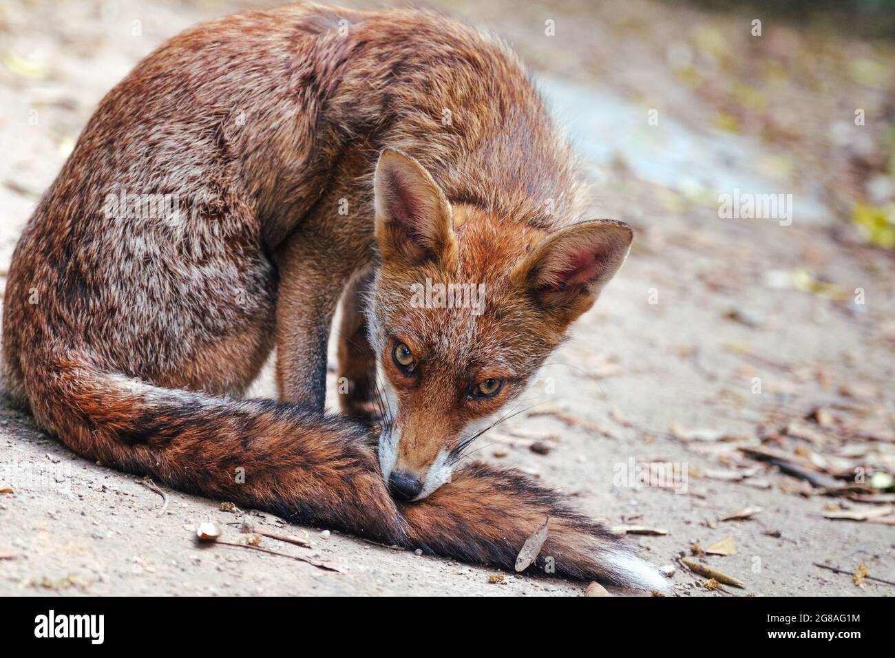 Cub Fox Banque D'Images