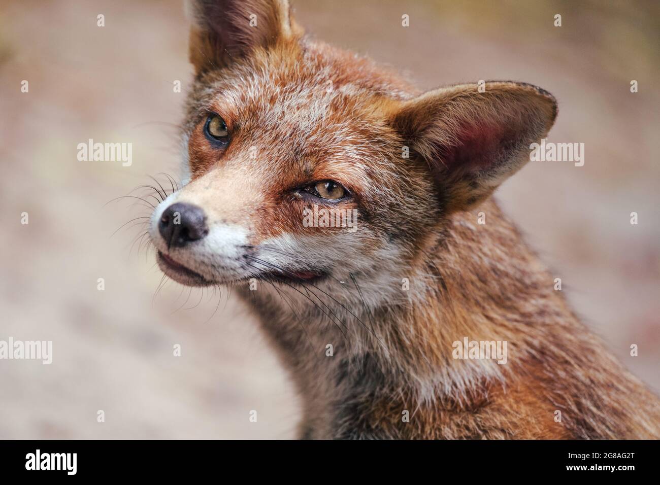 Cub Fox Banque D'Images
