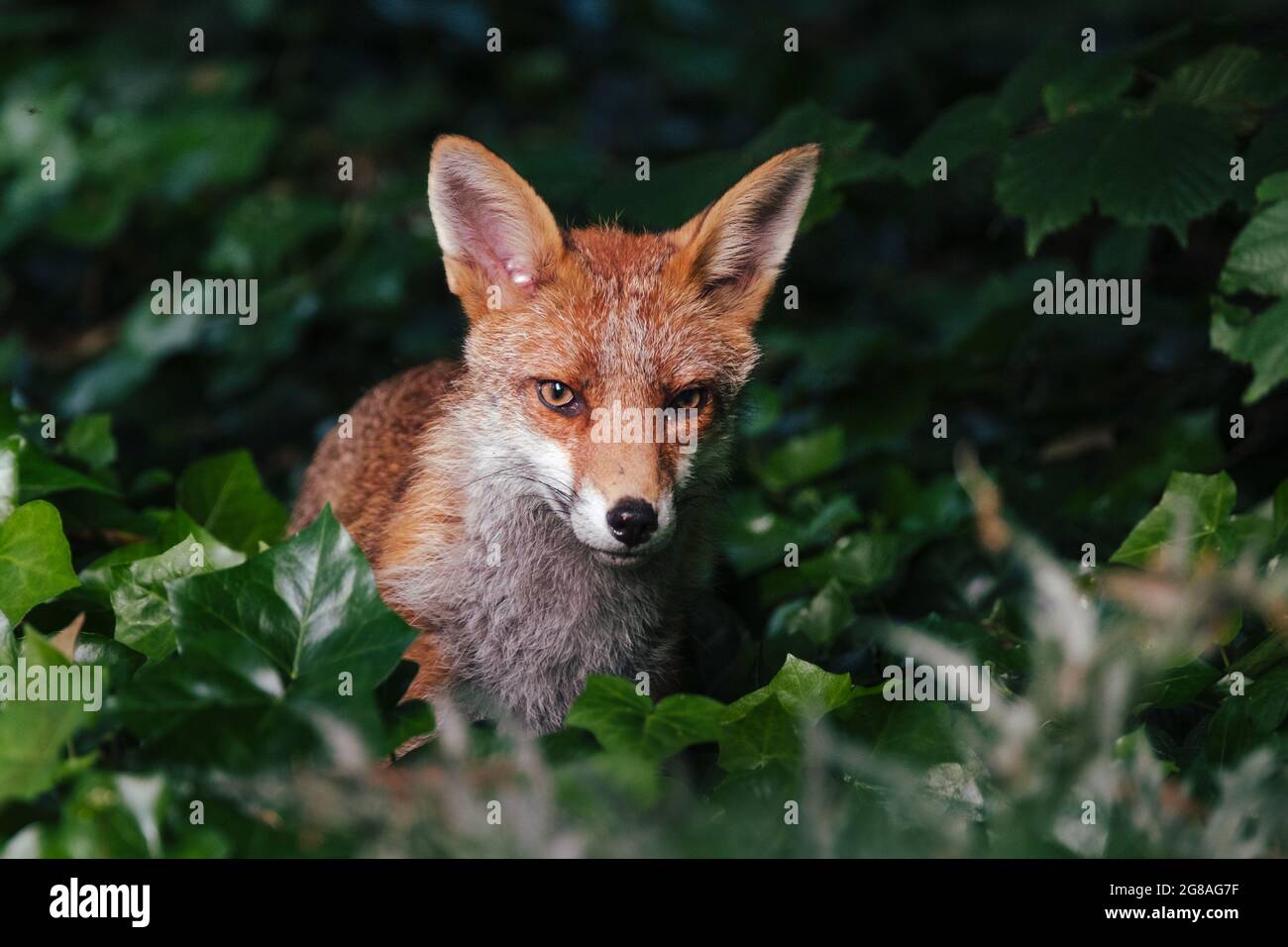 Cub Fox Banque D'Images
