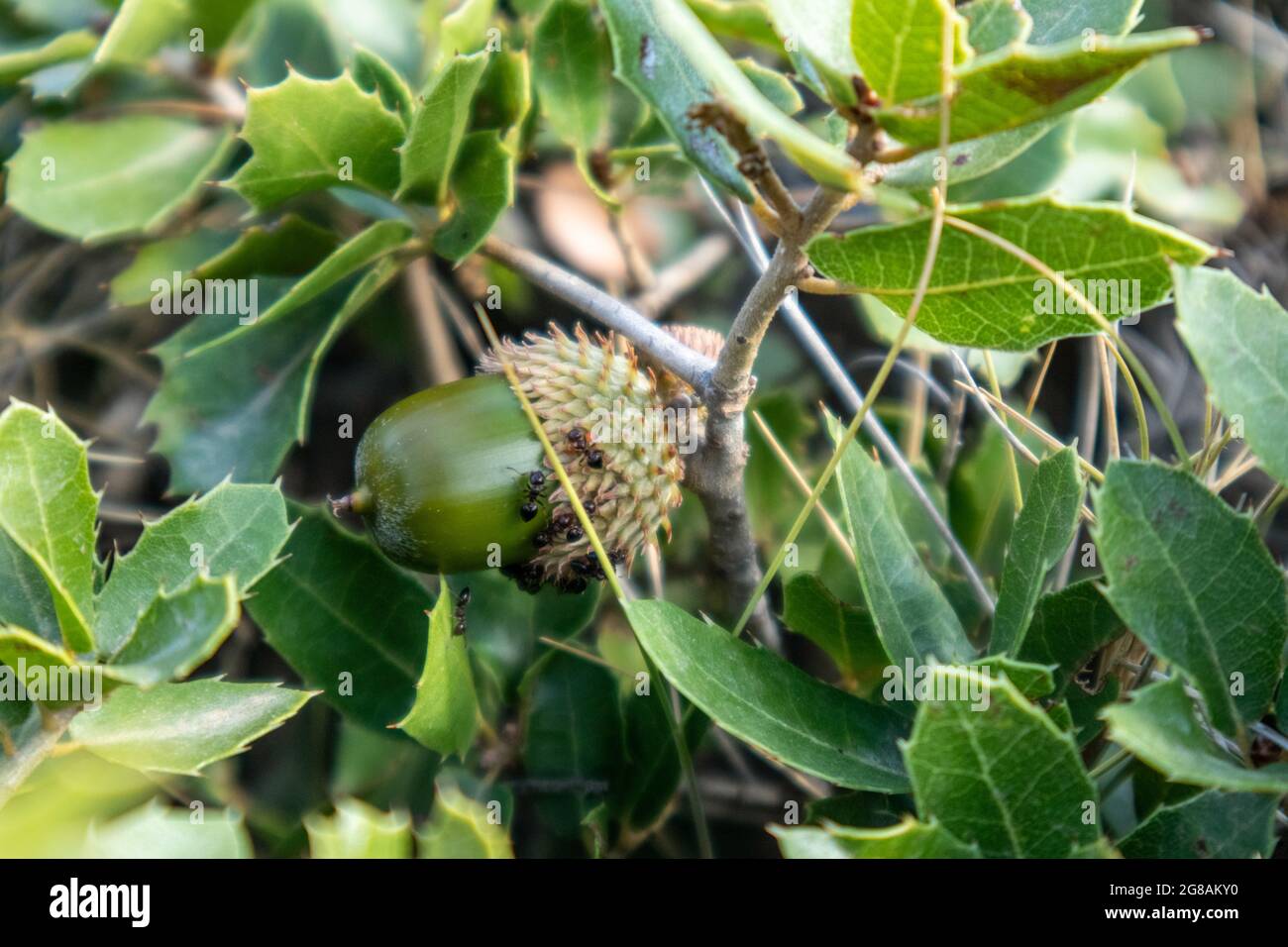 Quercus coccifera, les feuilles de chêne de kermes et le gros plan de l'gland. Petit chêne avec des feuilles vertes aiguisées en été ensoleillé Grèce, Méditerranée Banque D'Images