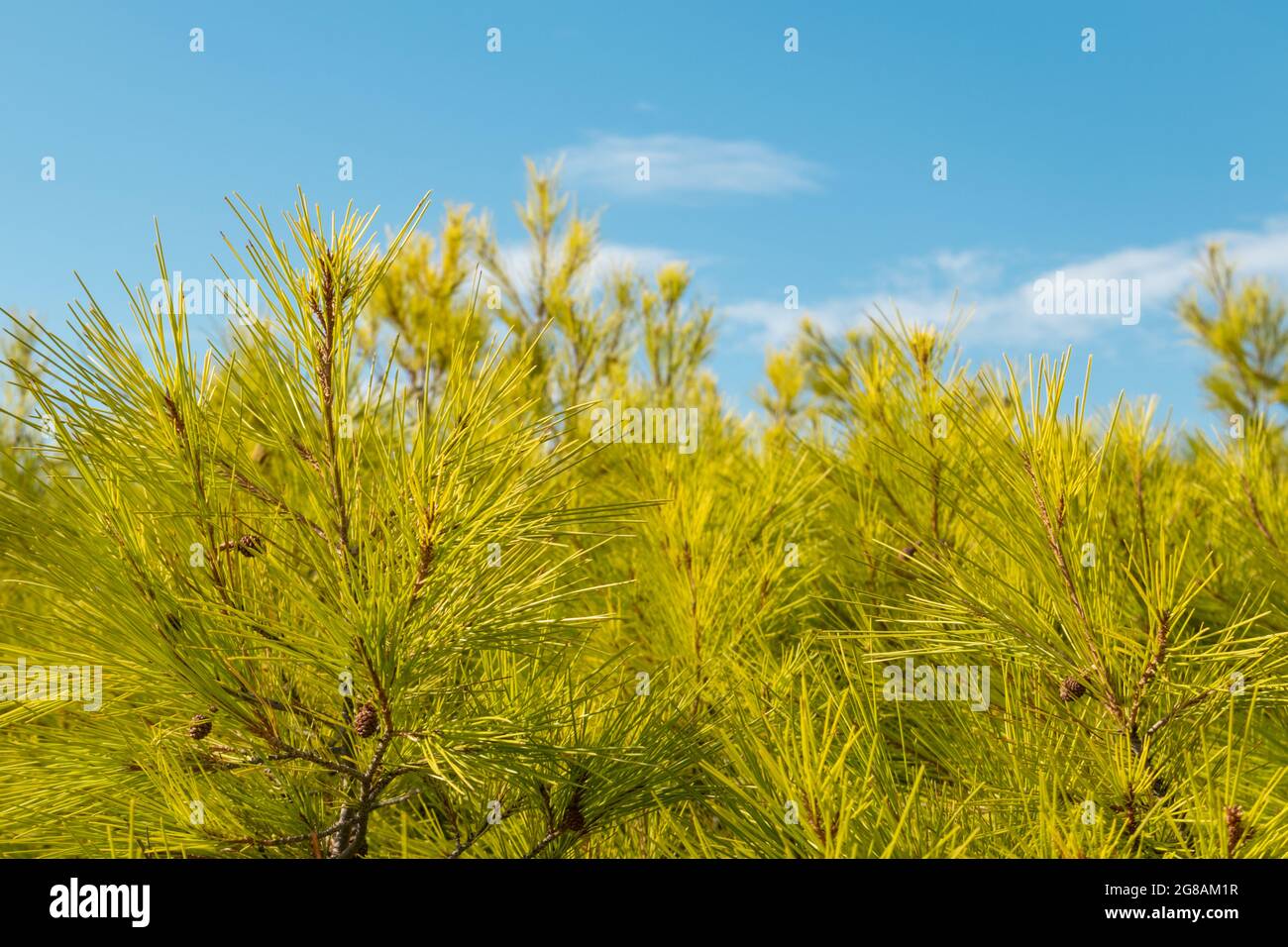 Branches de pins de conifères vert vif sur ciel bleu ensoleillé avec fond de nuages blancs. Nature feuillage ensoleillé en Grèce Banque D'Images