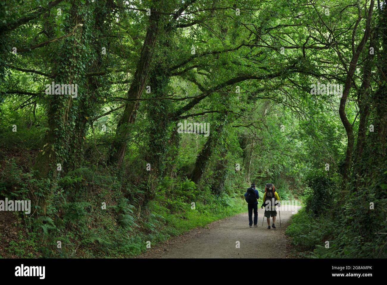 Camino de Santiago (chemin de Saint James). Les pèlerins marchent à travers la forêt près de la ville de Boente en Galice, Espagne. La route française du Camino de Santiago traverse cette forêt sur le chemin de Boente à Arzúa. Banque D'Images