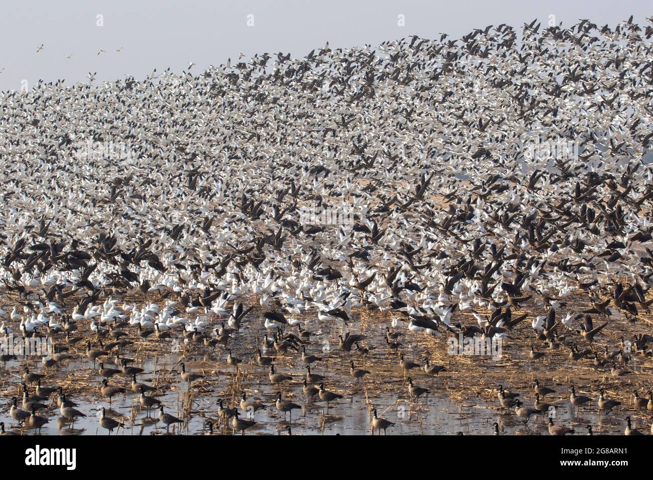 Un énorme troupeau d'Oies de Ross, Chen rossii, qui s'envole d'un champ de maïs rempli d'oies dans la réserve naturelle nationale de San Joaquin River, en Californie. Banque D'Images