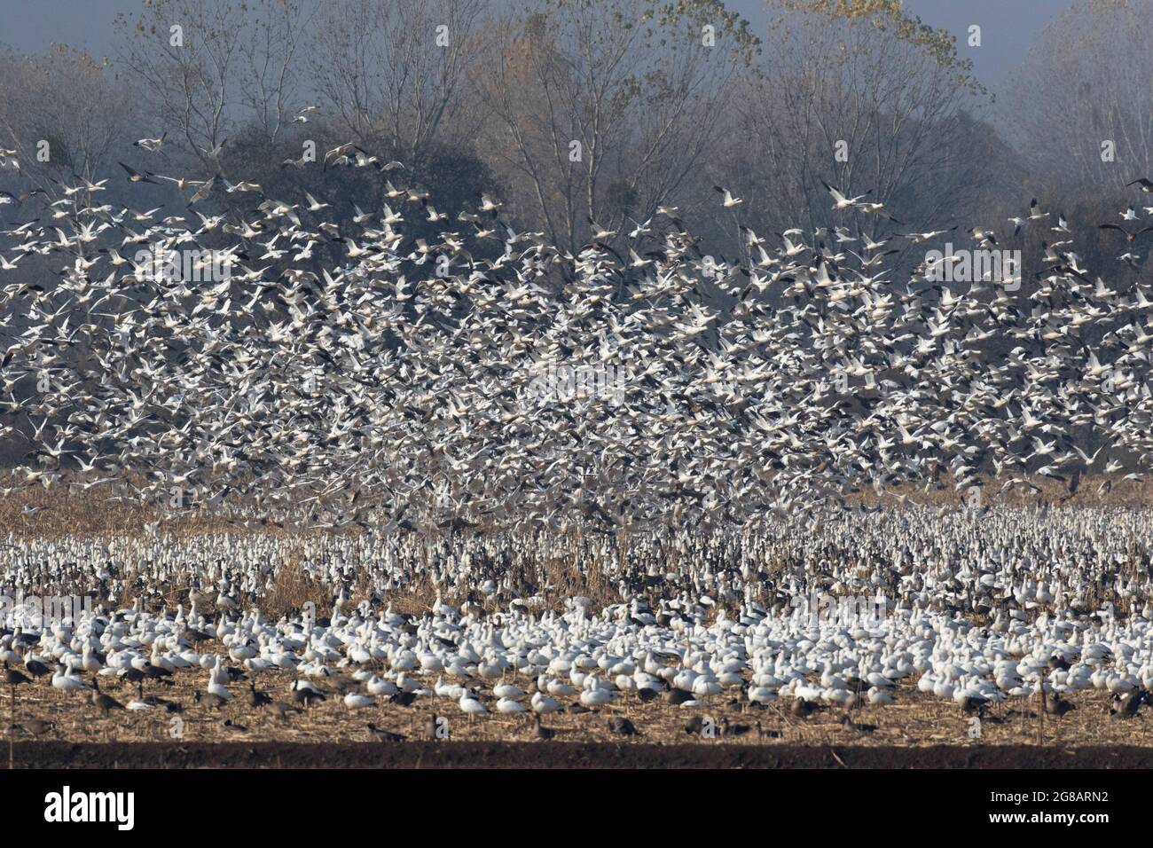 Un énorme troupeau d'Oies de Ross, Chen rossii, enferme un champ de maïs rempli d'oies dans la réserve naturelle nationale de San Joaquin River, en Californie. Banque D'Images