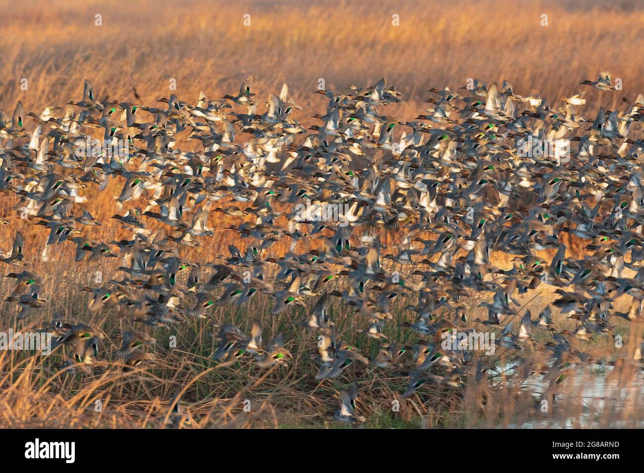 Un énorme troupeau de Sarcelles à ailes vertes migratrices, Aas crecca, survolant un habitat de marais géré dans la réserve naturelle nationale de San Luis en Californie. Banque D'Images
