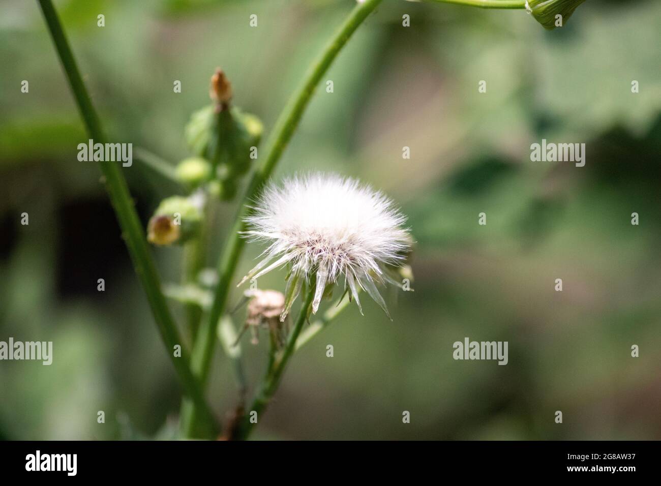 SOW Thistle mauvaises herbes communes au Nebraska avec des fleurs jaunes Sonchus oleraceus . Photo de haute qualité Banque D'Images