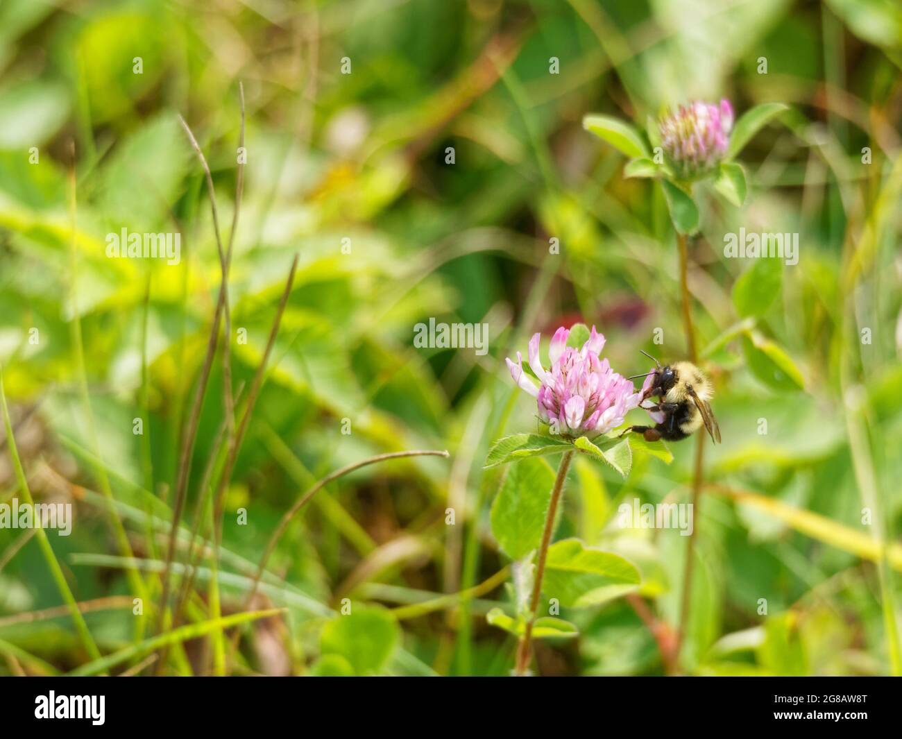 Fleur de trèfle avec abeille. Québec, Canada Banque D'Images