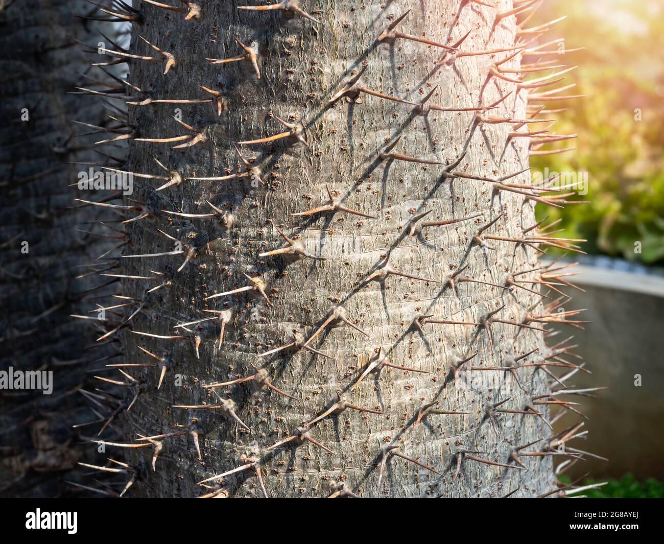 Gros plan sur les épines du tronc de cactus. Gros plan sur le tronc épineux du palmier malgache (Pachypodium lamerei). Fond vert naturel. Banque D'Images