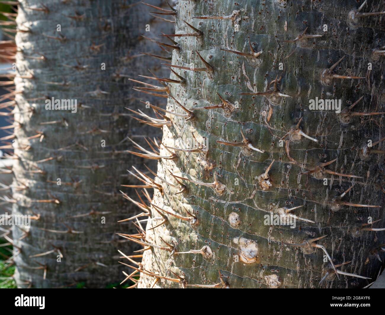 Gros plan sur les épines du tronc de cactus. Gros plan sur le tronc épineux du palmier malgache (Pachypodium lamerei). Fond vert naturel. Banque D'Images