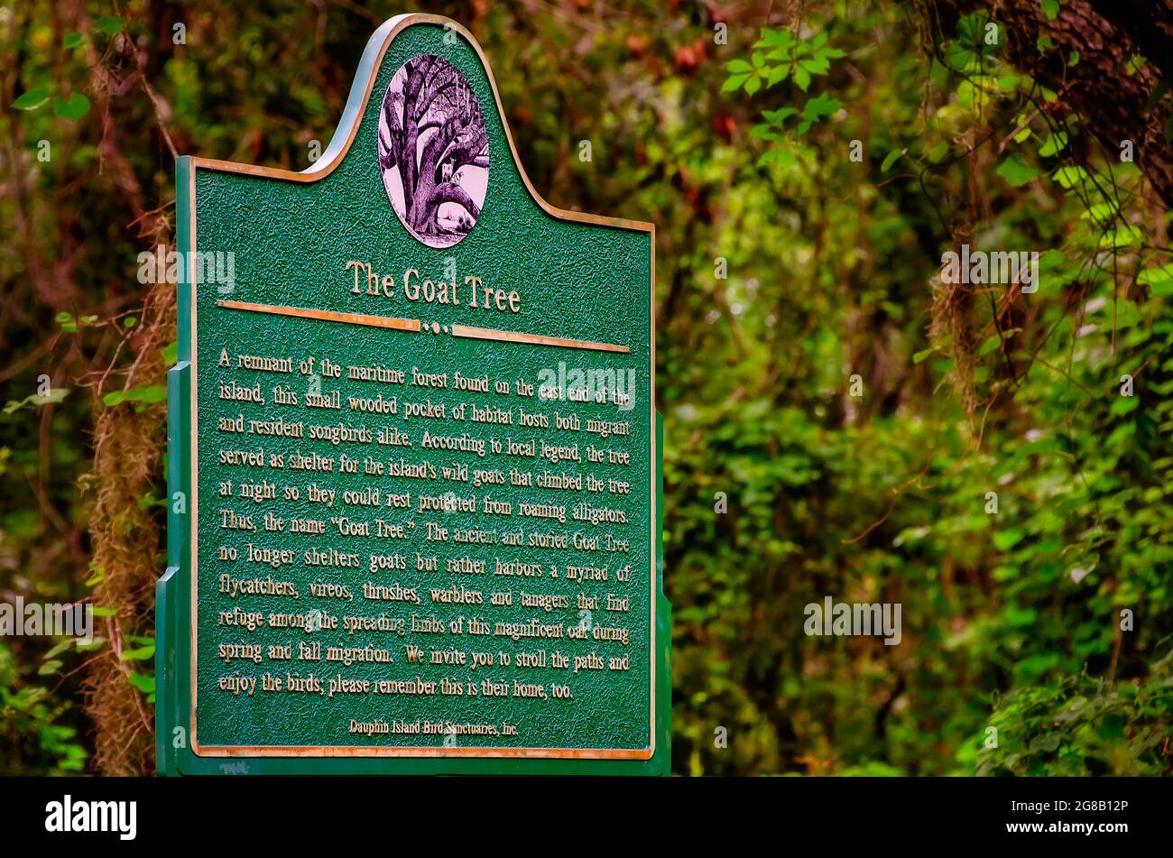 Un marqueur historique raconte l'histoire de la Goat Tree Reserve, une ancienne forêt maritime où les chèvres sauvages vivaient autrefois à Dauphin Island, en Alabama. Banque D'Images
