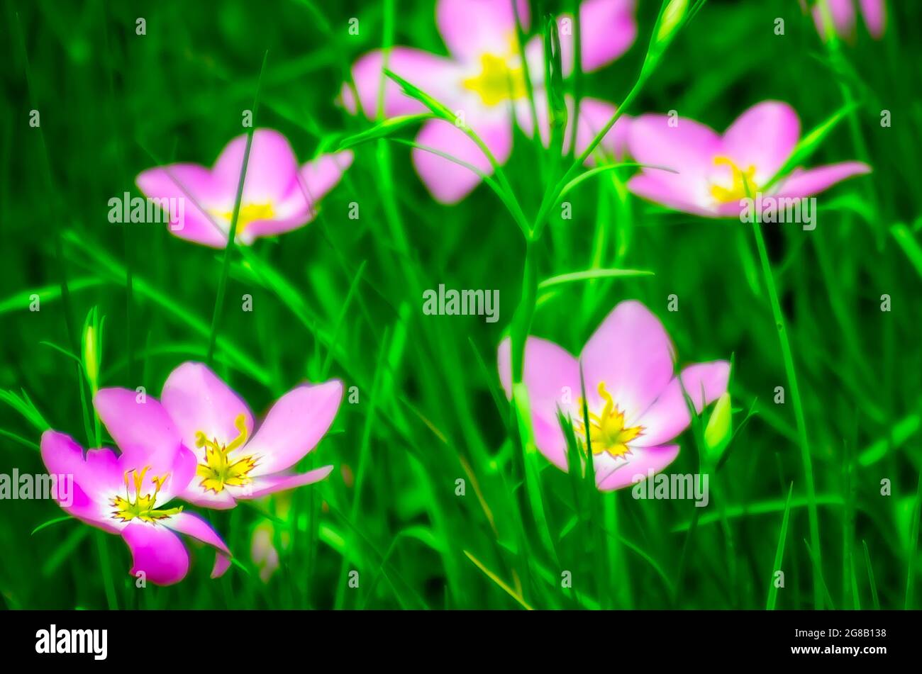 La gentiane rose de Largeflower (Sabatia grandiflora), également connue sous le nom de rose de marais, pousse sauvage, le 7 juillet 2021, à Dauphin Island, Alabama. Banque D'Images