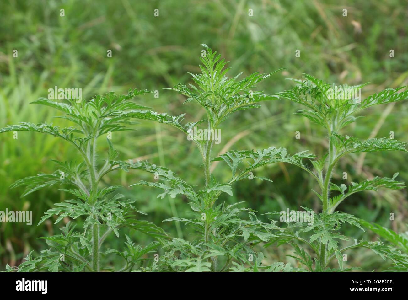 Des buissons moelleux de jeunes herbes ragadventices qui poussent le long de la route. Le pollen d'herbe à poux pendant la floraison provoque des allergies. Mise au point sélective. Banque D'Images