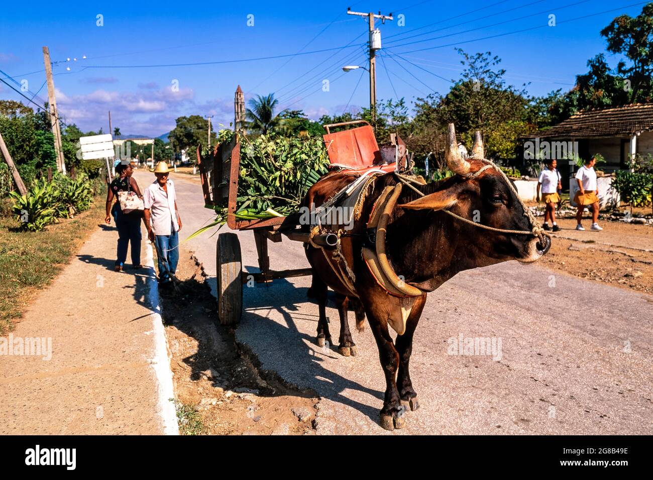 Agriculteur avec taureau et chariot chargé de canne à sucre, Santa Clara, Cuba Banque D'Images