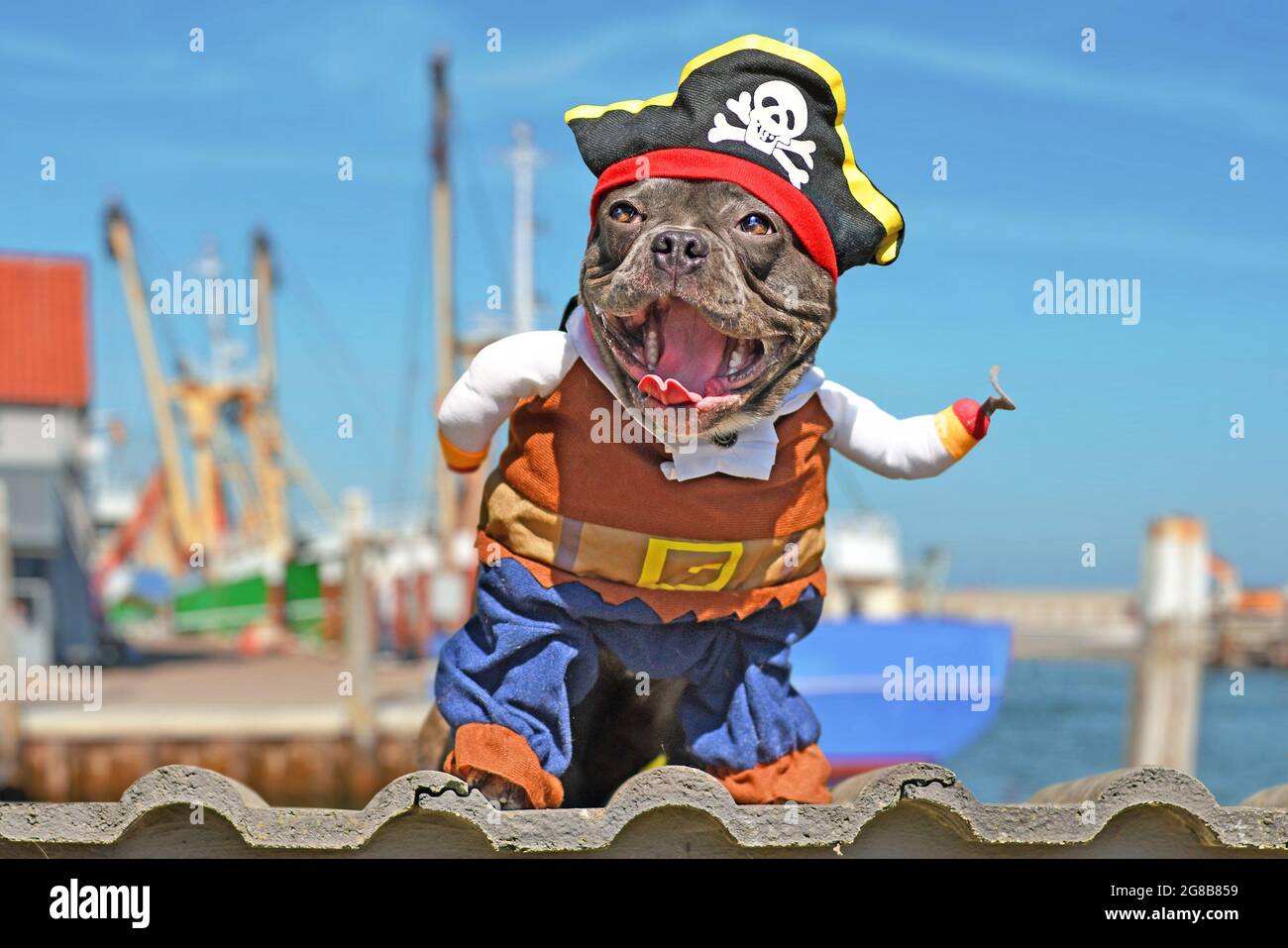 Drôle riant chien de taureaux français vêtu en costume de pirate avec chapeau et bras de crochet Banque D'Images