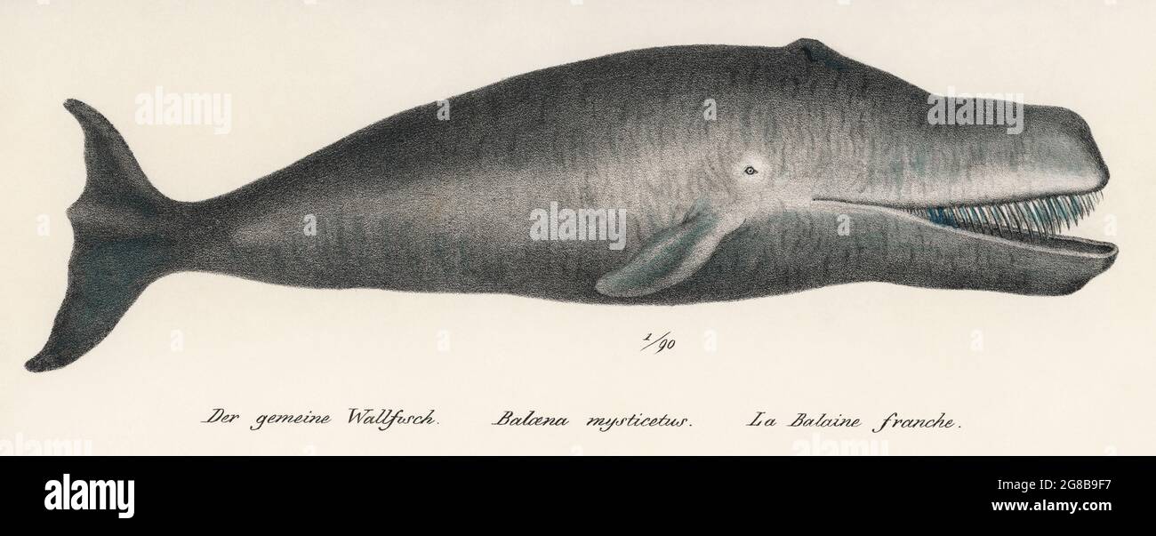 Baleine boréale océan anciens d'origine Marine Mammal coloriée à la lithographie Sealife (1824). Retouchées numériquement à partir de notre propre plaque d'origine. Banque D'Images