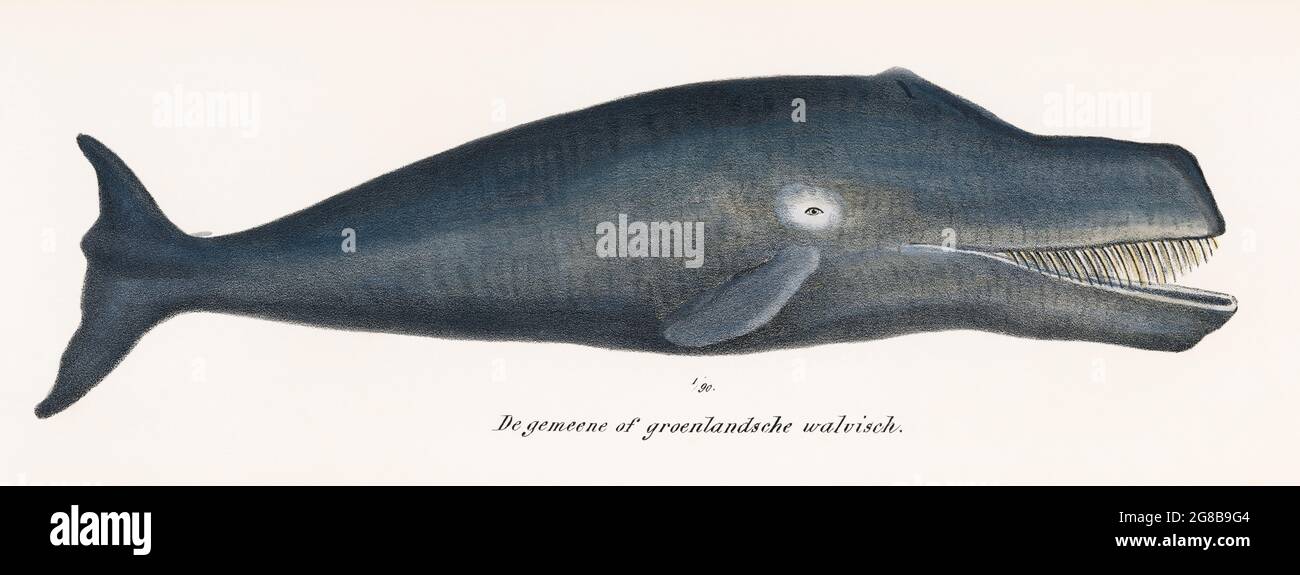 Baleine Boréale Baleine Originale Océan Marin Mammal Coloré Sealife Lithographe. Amélioration numérique à partir de notre propre plaque d'origine. Banque D'Images