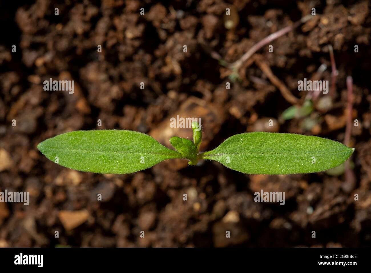 Jeune plante de tomate (Solanum lycopersicum) poussant dans le sol Banque D'Images