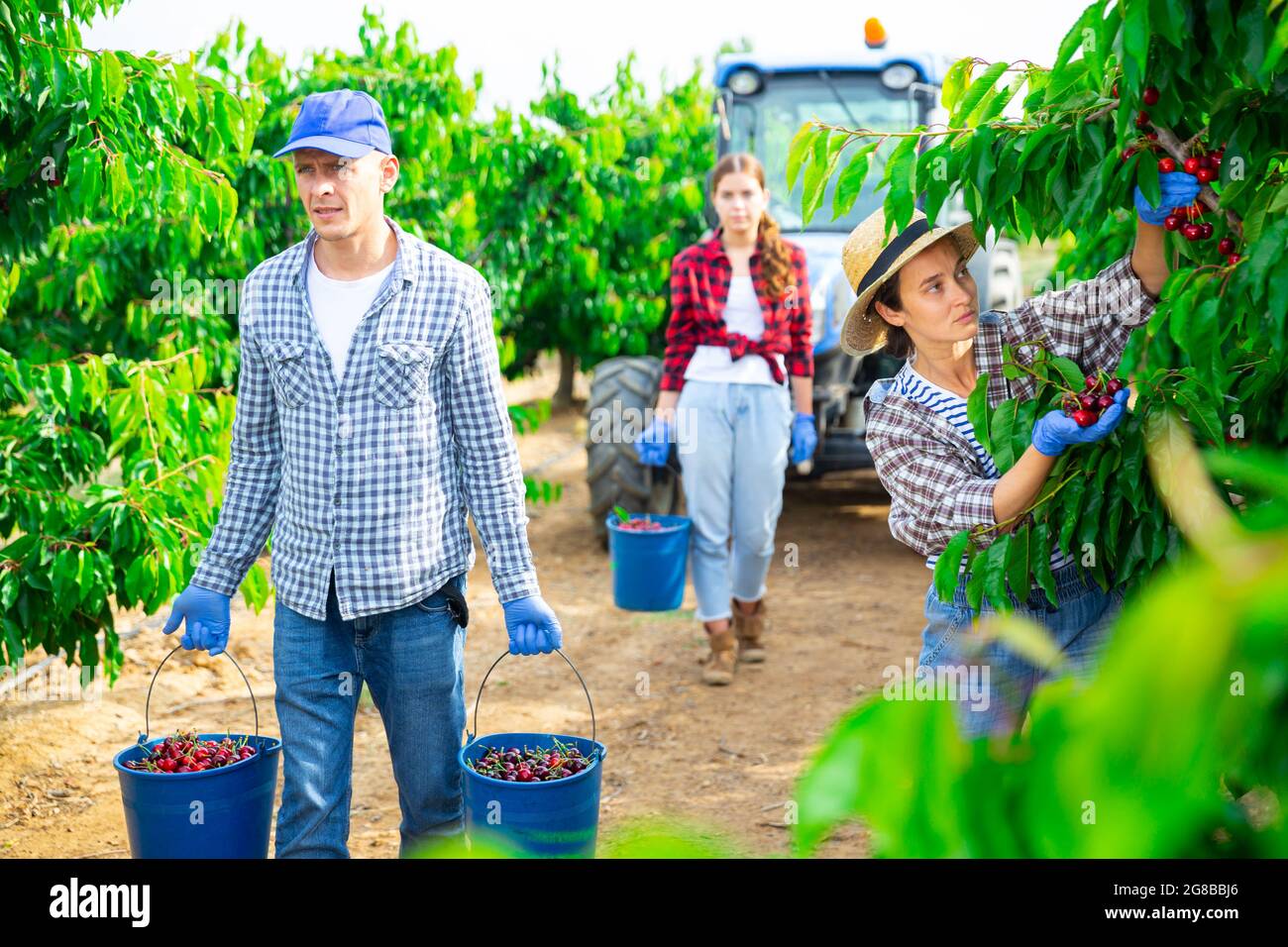 Ouvriers agricoles transportant des seaux pleins de cerise dans le jardin Banque D'Images