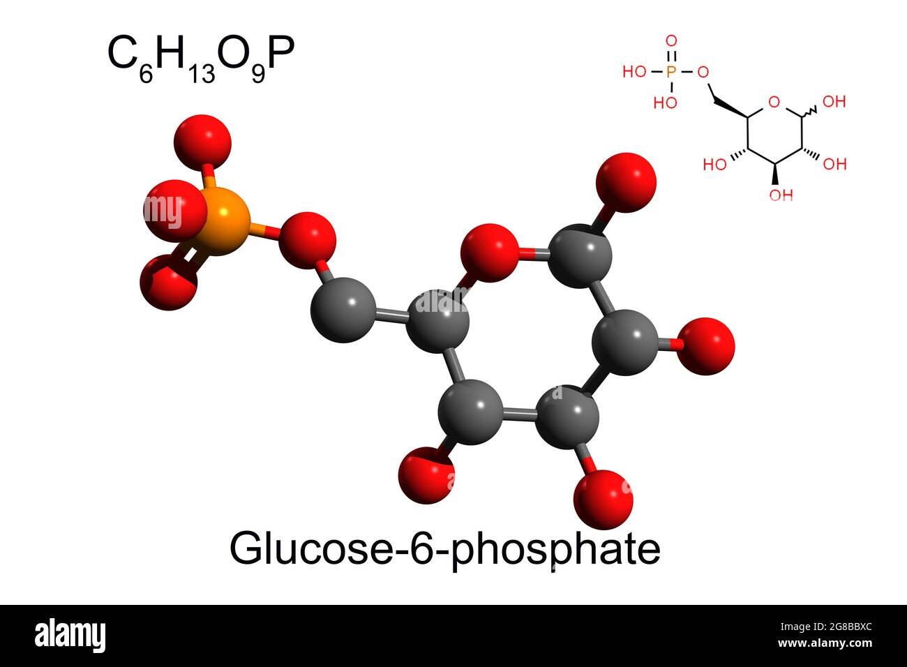 Formule chimique, formule squelettique et modèle 3D bille-et-bâton du glucose 6-phosphate, fond blanc Banque D'Images