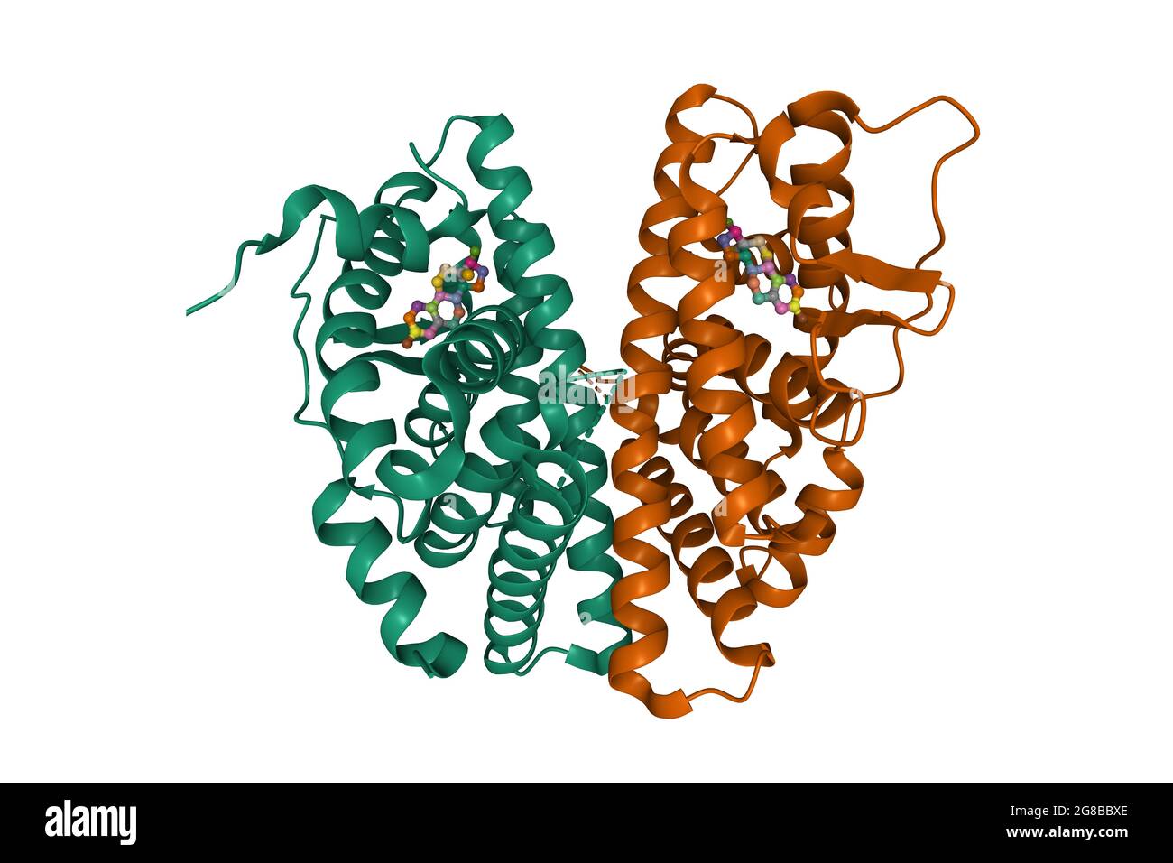 Dimère bêta du récepteur d'oestrogène en complexe avec l'estradiol, modèle de dessin animé 3D, schéma de couleur d'identification de chaîne, basé sur PDB 5toa, fond blanc Banque D'Images