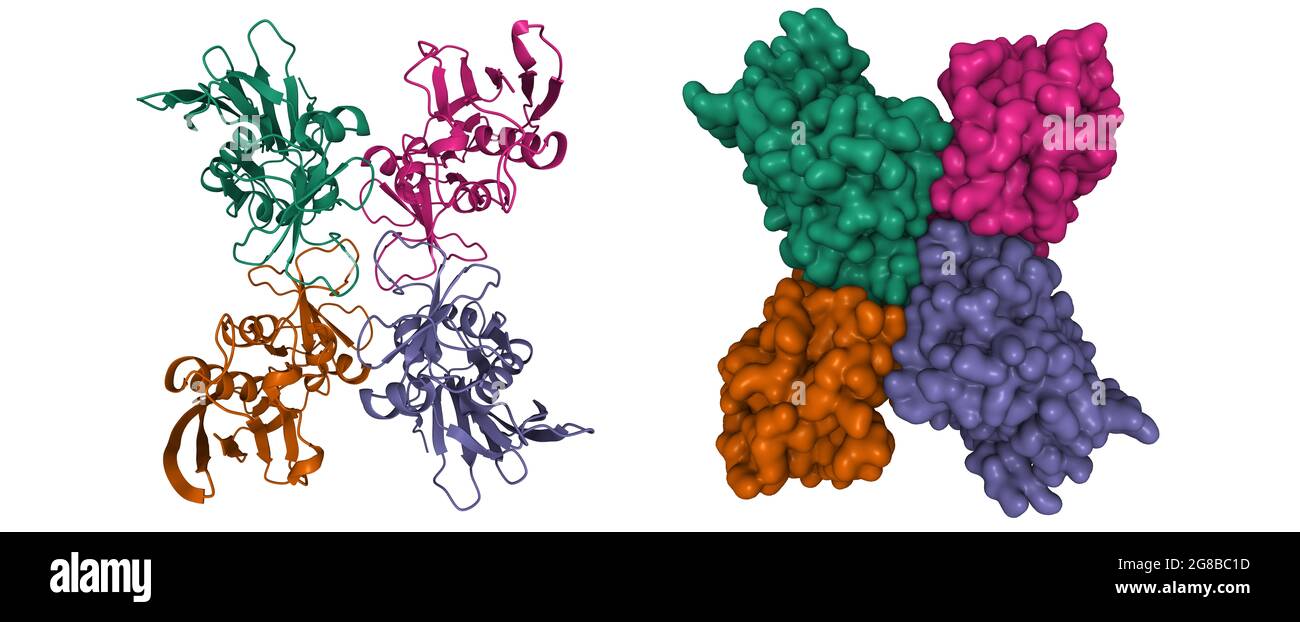 Structure de l'exotoxine apyrogène streptococcique A1, modèle de dessin animé 3D et de surface gaussienne, schéma de couleurs des chaînes, basé sur le PDB 1b1z, fond blanc Banque D'Images