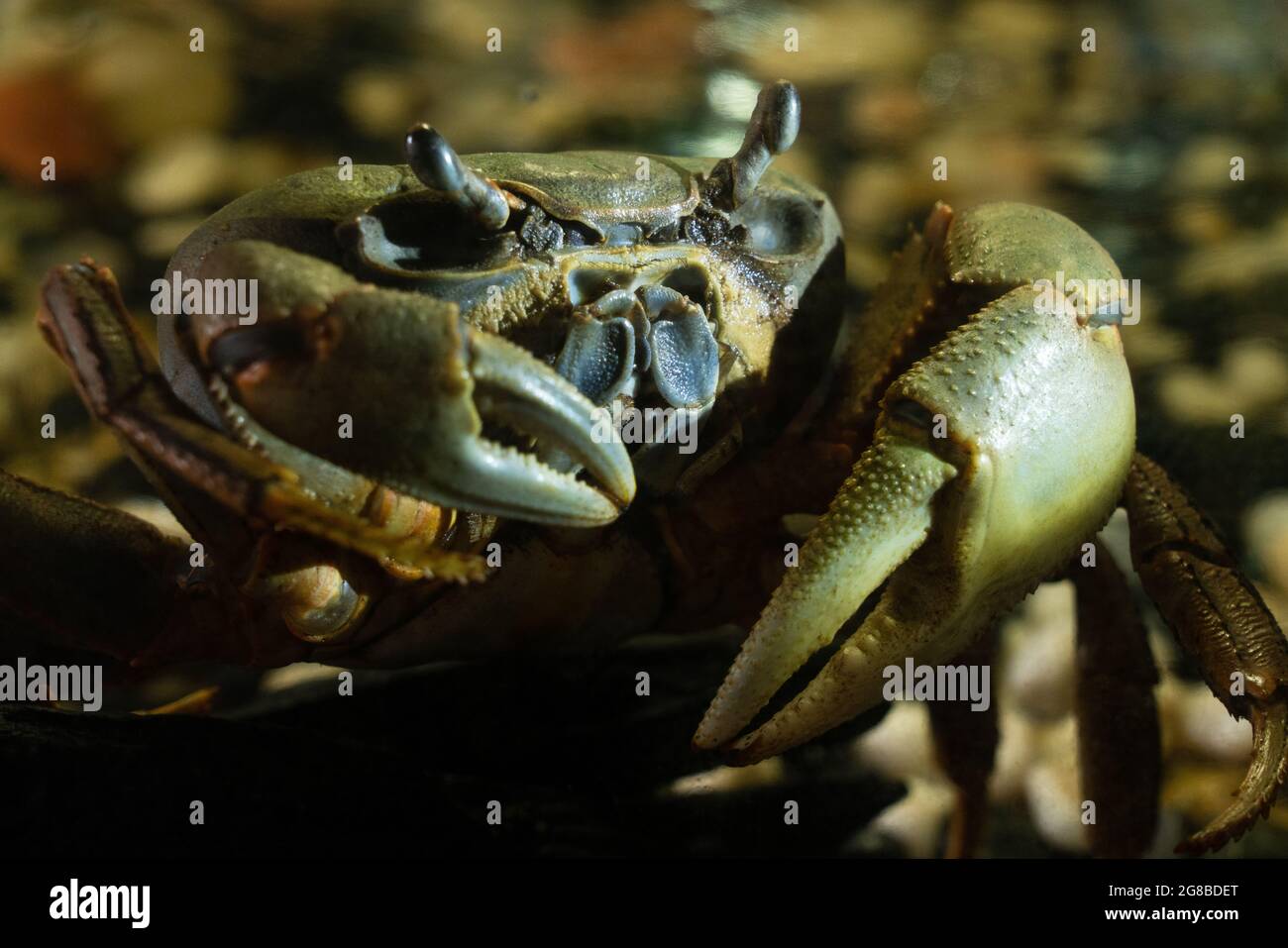 grand crabe gris-vert avec des griffes massives sur le fond de pierres au crépuscule. Les crabes sont des crustacés décapodes de l'infraorder Brachyura. Sauvages Banque D'Images