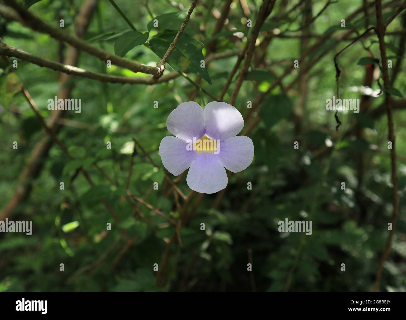 Gros plan d'une tête de fleur en forme d'entonnoir de couleur violet clair avec cinq pétales Banque D'Images