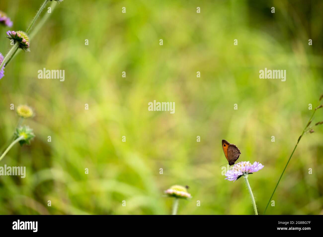 Prairie Brown (Maniola jurtina) papillon sur Scabious contre un terrain ouvert Banque D'Images